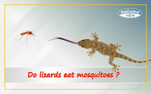 do-lizards-eat-mosquitoes