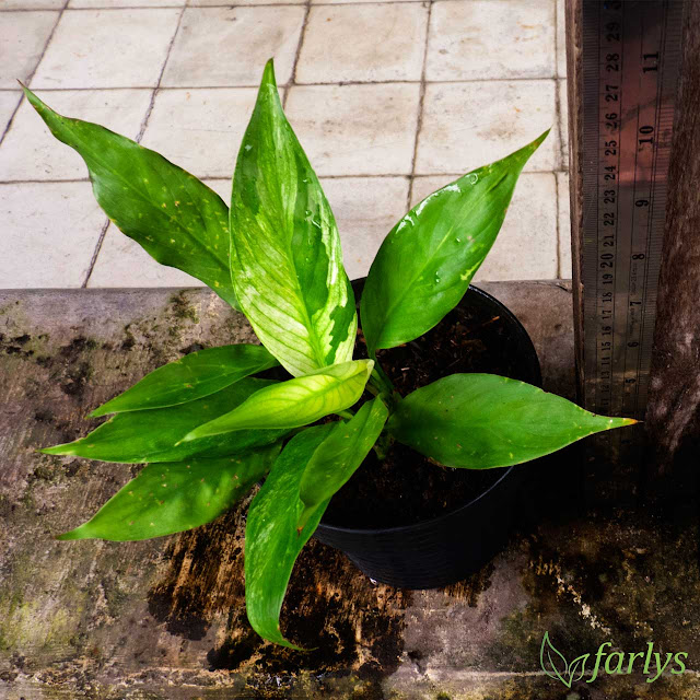 Bibit tanaman hias Peace lily variegata C