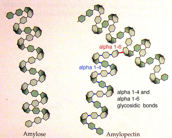 amylose and amylopectin