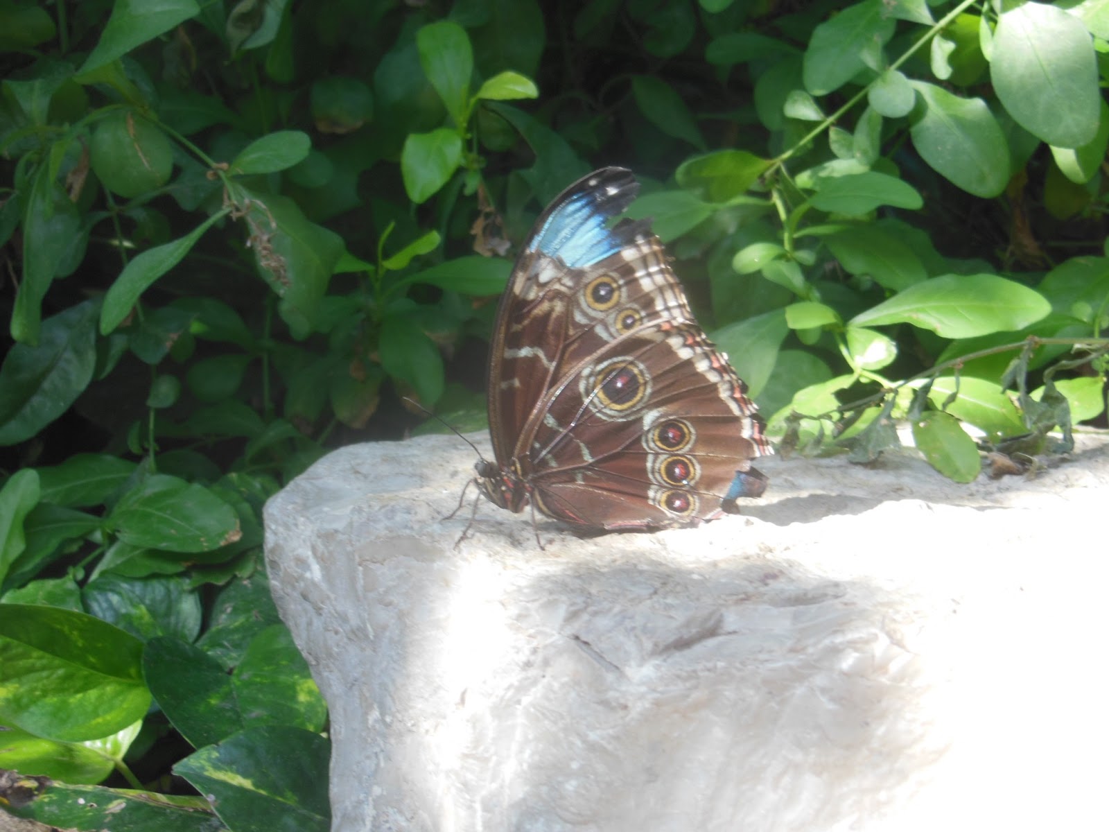 Fun things to do with kids: Cambridge Butterfly Conservatory
