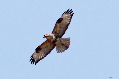 "The Common Buzzard (Buteo buteo) is a medium-sized bird of prey that is found in Europe, Asia, and parts of Africa."