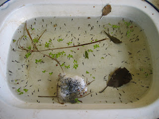 Frog spawn and hatched tadpoles