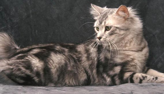 Gato American Bobtail