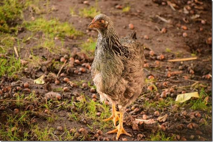 The interpretation of dream of Chicken in Islam.
