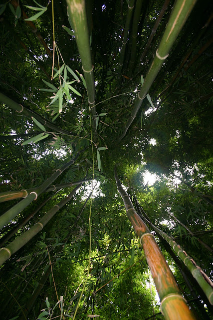 Bamboo Jungle5