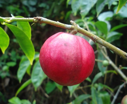 obat wasir ambeien apotik