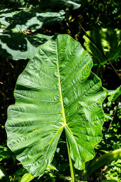 Région de l'Ifugao-Luçon-Philippines