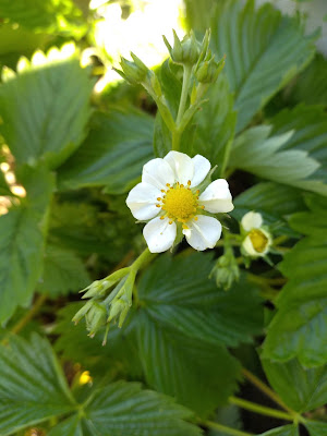 raspberry x strawberry hybrid