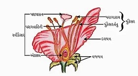 સપુષ્પી વનસ્પતિઓમાં લિંગી પ્રજનન ( Sexual Reproduction in Flowering Plants )