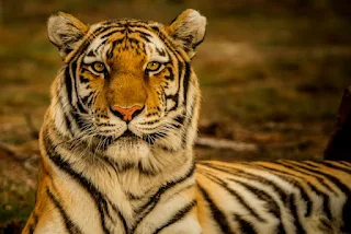 Tiger the national animal of India