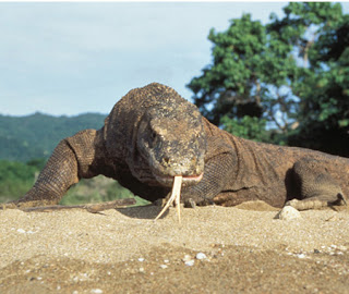 komodo