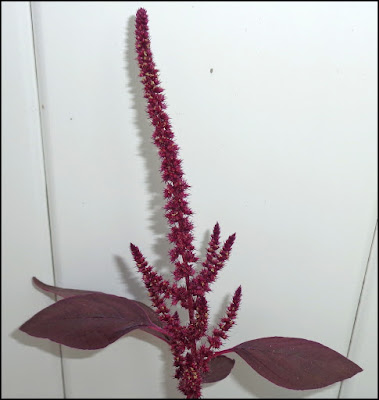 Amaranth