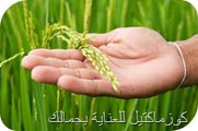 زيت نخالة الارز Oryza sativa bran oil 