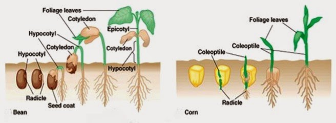 Tipe Perkecambahan - Info Pendidikan dan Biologi