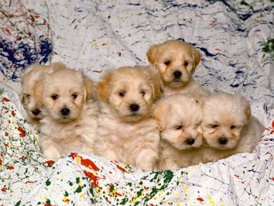 cute puppies and dogs. Really Cute Puppies And Dogs.