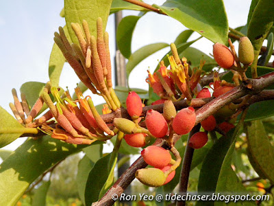 Common Malayan Mistletoe (Dendrophthoe pentandra)