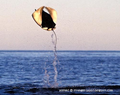 4 Flying stingray