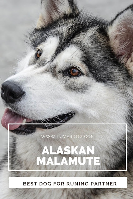 Alaskan Malamute