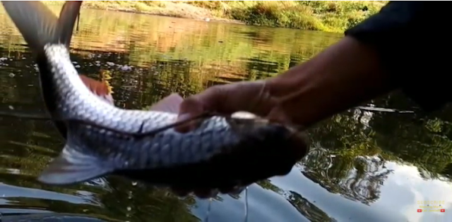 Mancing ikan sungai jember
