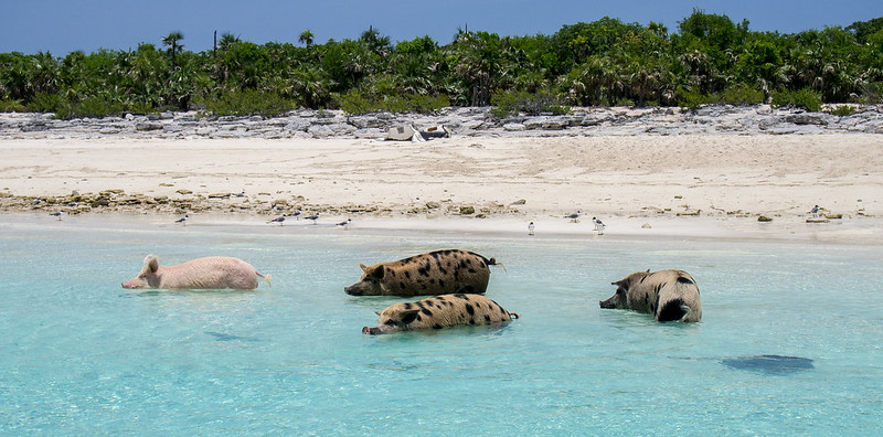 pig island,  pig beach,  exuma bahamas pigs, 	 pig beach bahamas,  exuma pigs,  big major cay,  pig island bahamas,  can pigs swim,  bahamas pig beach,  pig at beach,  pig beach,  pig on a beach,  pig on the beach,  pig swimming,  swim with pigs,  swim with pigs bahamas,  swimming pigs bahamas,  swimming pigs on bahamas,  swimming with pigs,  swimming with pigs bahamas,  swimming with the pigs bahamas,  the swimming pigs,