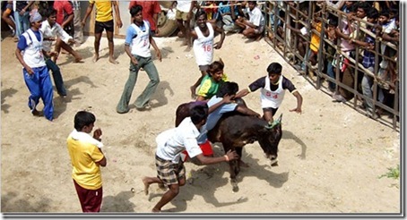 jallikattu