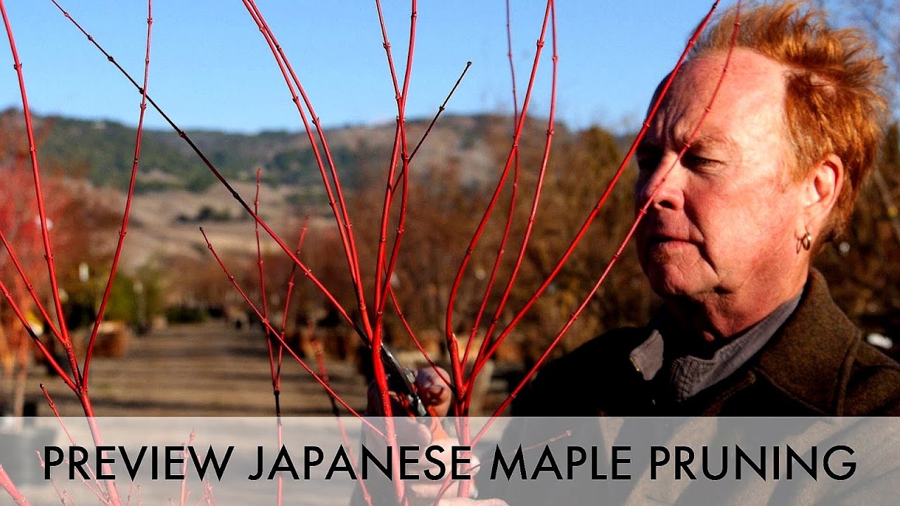 Japanese Maple Tree Pruning