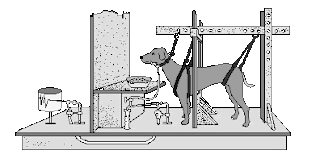 Pavlov's Classical Conditioning Theory of Learning