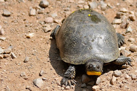 Blanding's Turtle crossing township road