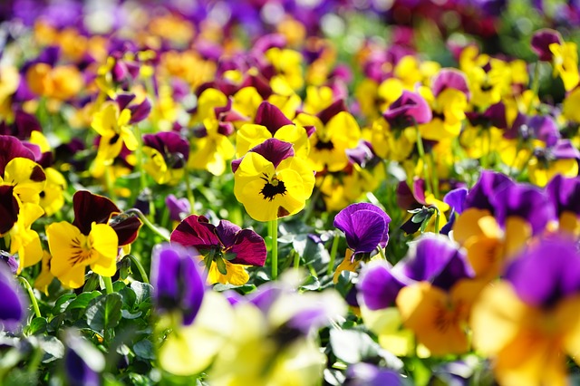 Hạt Giống Hoa Păng Xê hay Hoa Pansy (Hoa Bướm)