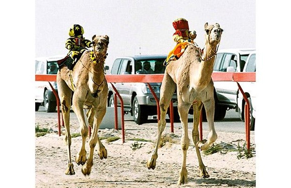 Camel racing  01