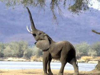 A very young and powerful elephant picture