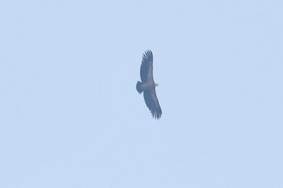 Indian Vulture