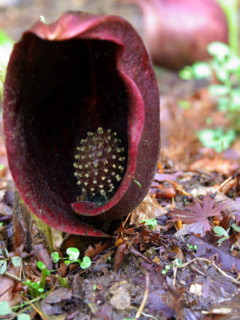 Symplocarpus renifolius