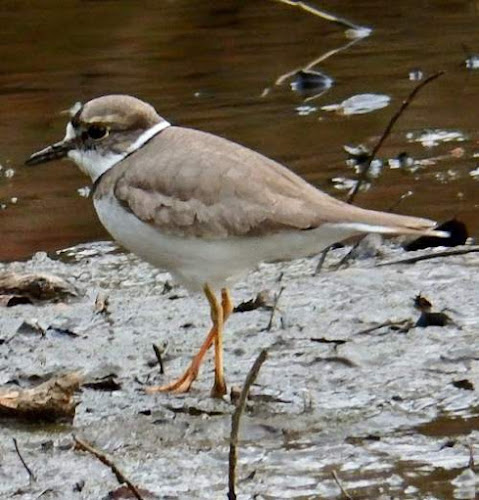 Charadrius placidus