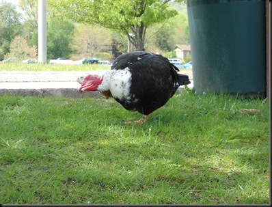 Strange bird being   strange