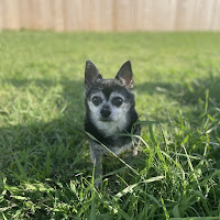 Photo of a senior dog standing outside in the shade at Texas Ruff House