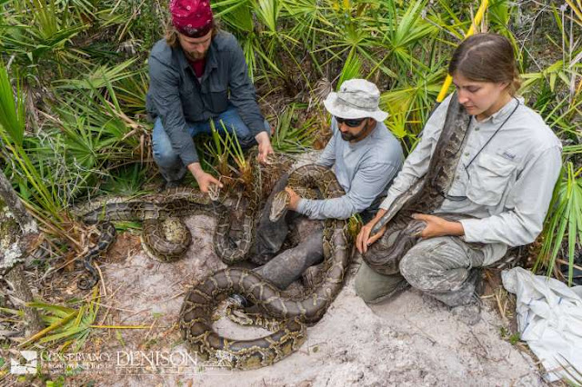 Biologist have captured 43 pythons, collectively weighing a ton, over the last three months from Collier County, in southwest Florida.