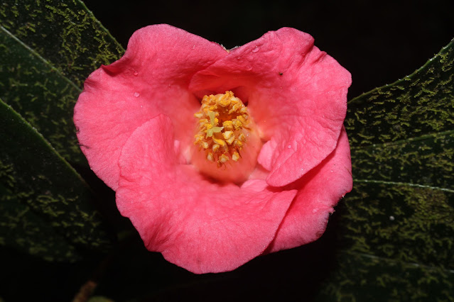 Camellia mairei var. lapidea