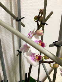 styling af orkide diy
