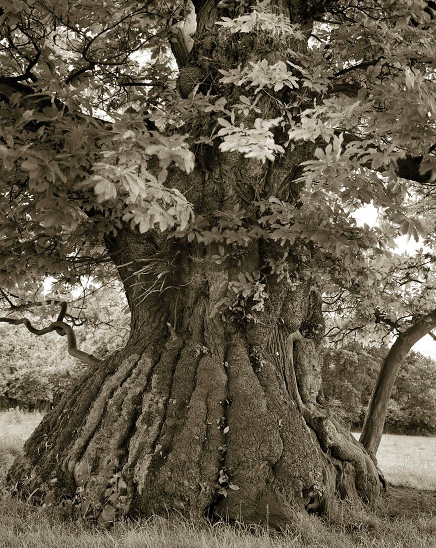 This Woman Has Spent The Last 14 Years Photographing The World's Oldest Trees