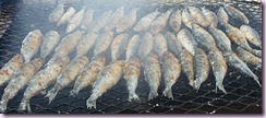 sardines