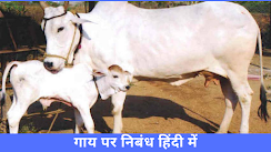 गाय पर निबंध हिंदी में essay on pet cow in hindi
