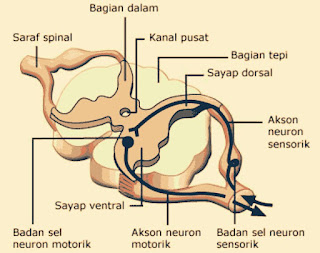 saraf konektor