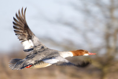 Grutte Seachbek - Grote Zaagbek - Mergus merganser