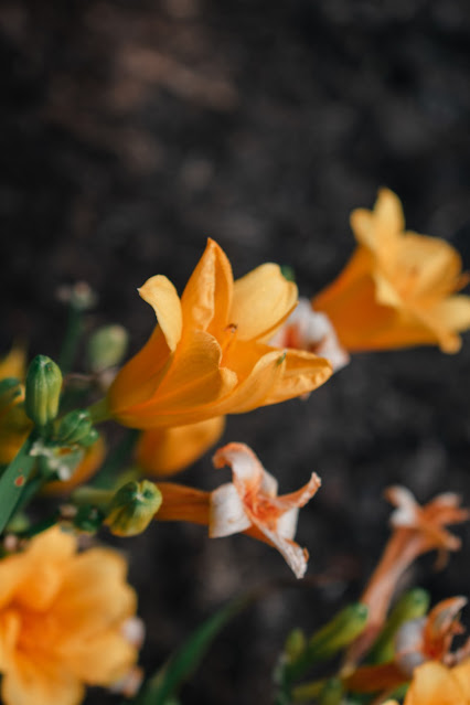 Closeup of yellow flowers.