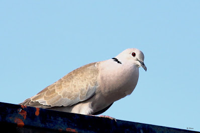 Eurasian Collared-Dove