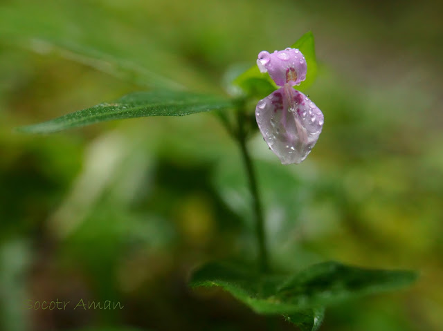 Peristrophe japonica