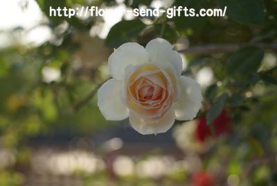roseDSC02990