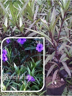 Ruellia Brittoniana Ungu