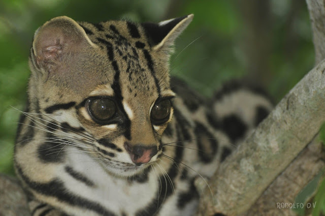 Длиннохвостая кошка Маргай (Leopardus wiedii) Большие глаза и нос